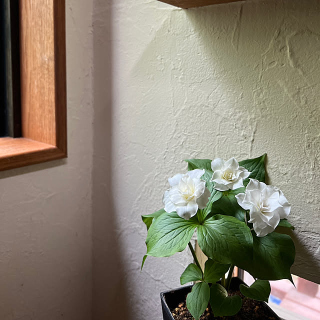 Kikko.さんの部屋