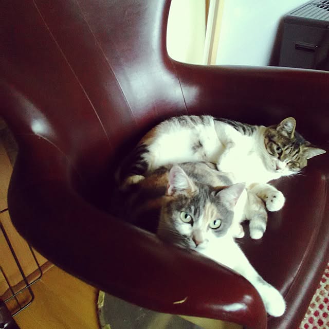 実例写真