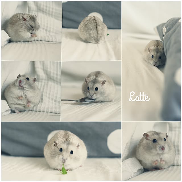 comiriさんの実例写真