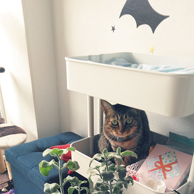 futukoさんの実例写真