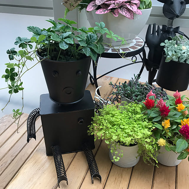 collonさんの実例写真