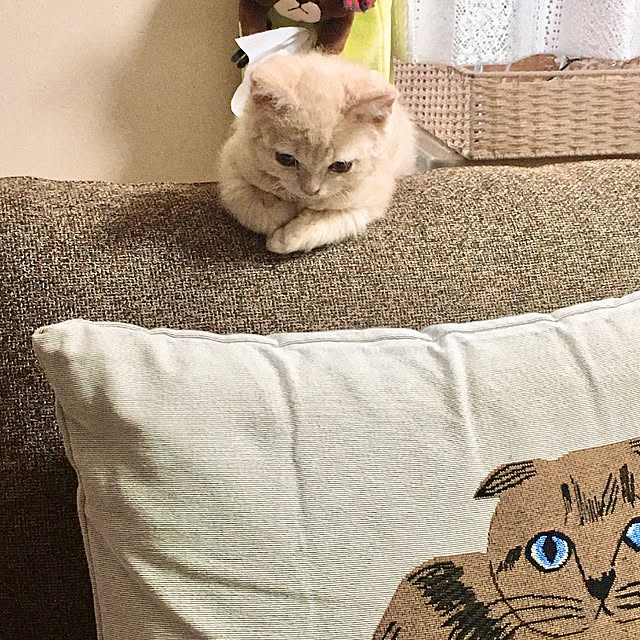 naokoさんの実例写真