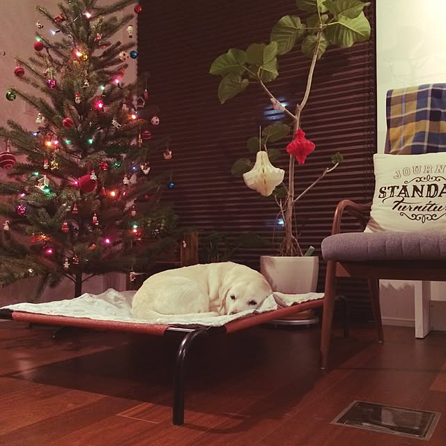 yellowdogさんの実例写真