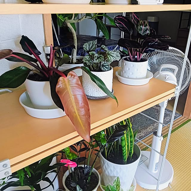 hanachanさんの部屋