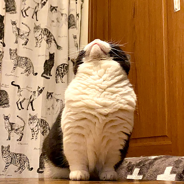 butachanさんの実例写真
