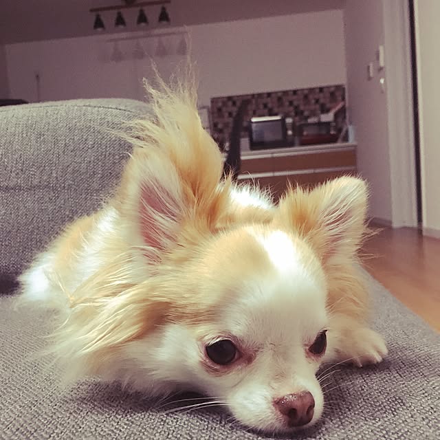 mai-moiさんの実例写真