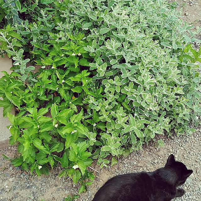 hiroさんの実例写真