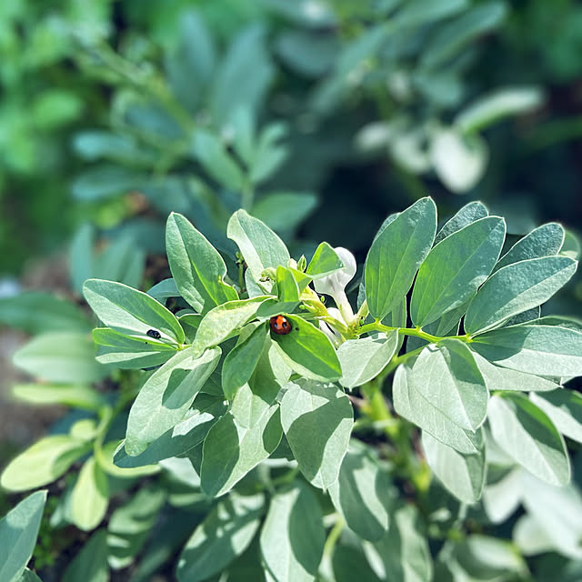 applepieさんの実例写真