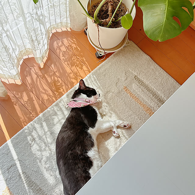 moolさんの実例写真