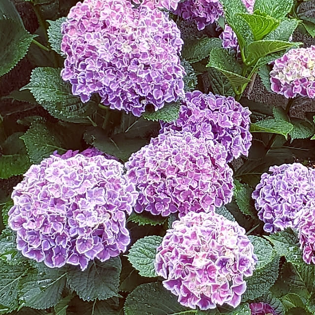 ramuramuさんの実例写真