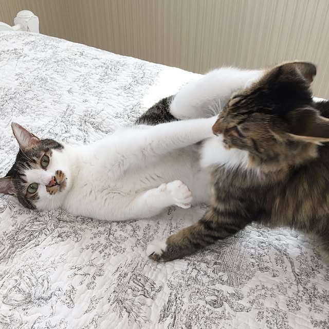 yuchiさんの実例写真