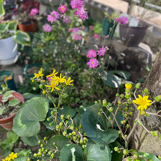 buchiさんの部屋