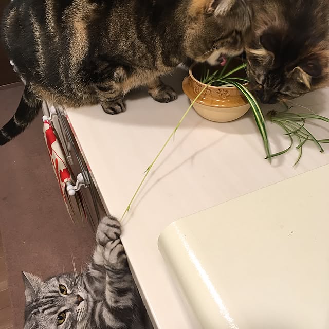 mikomaruさんの実例写真