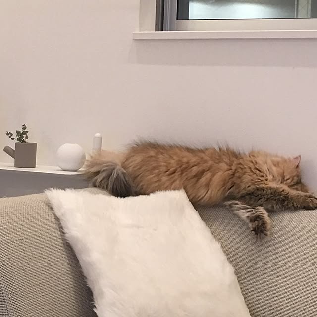 koumeさんの実例写真