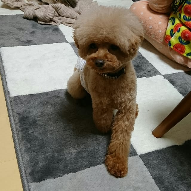 pigulaviさんの実例写真