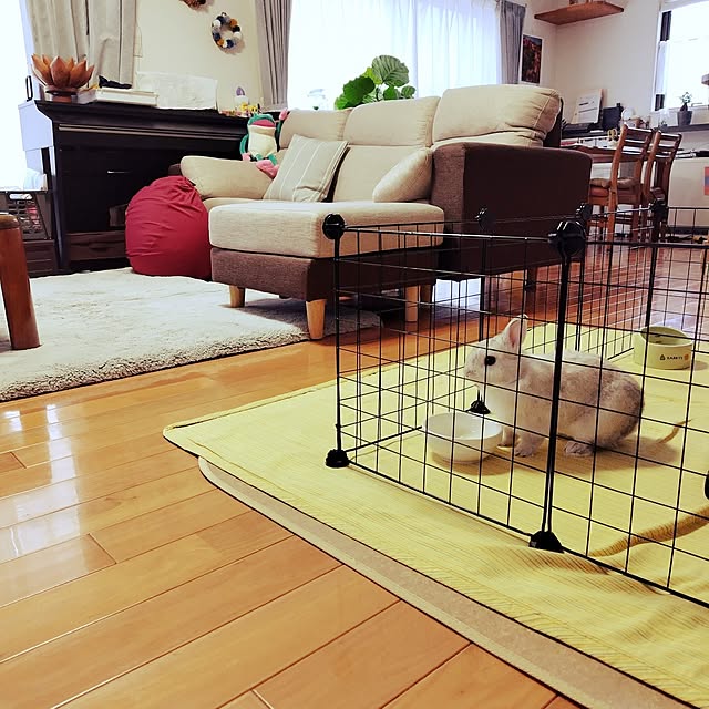 部屋全体/ペットと暮らす/冬が近づいてきました/うさぎと暮らす/うさぎのインテリア実例 - 2024-10-26 08:48:38