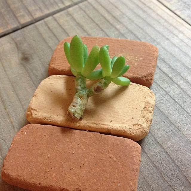 aiさんの実例写真