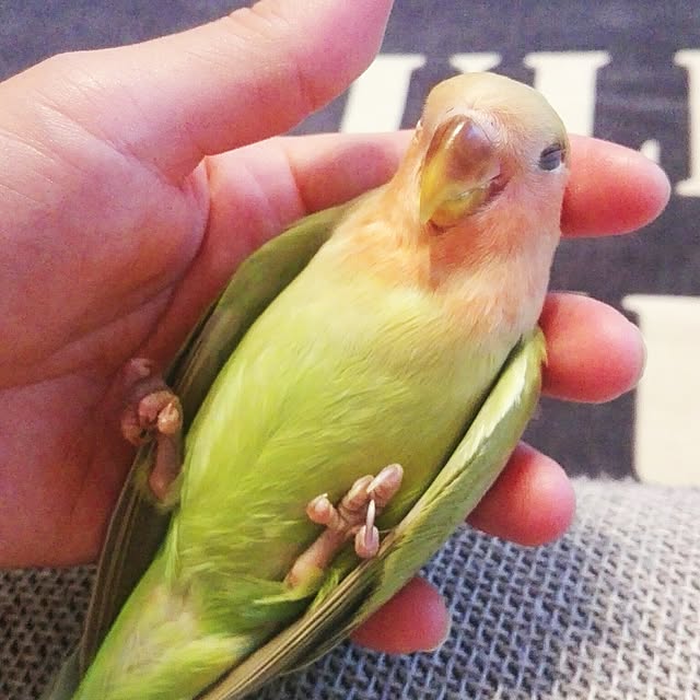 yukkieさんの実例写真