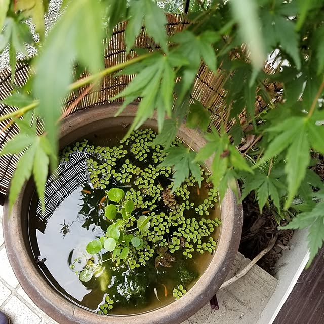 midoriさんの部屋