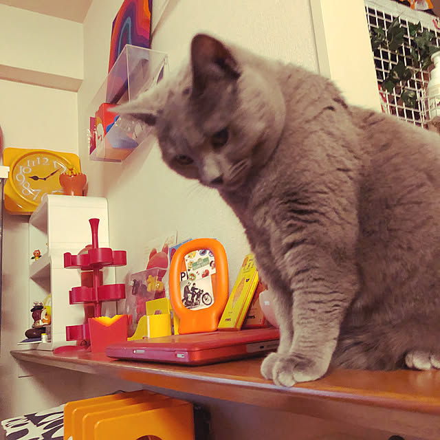 ikettenさんの実例写真