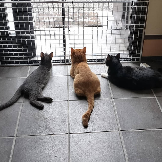 nekoさんの実例写真