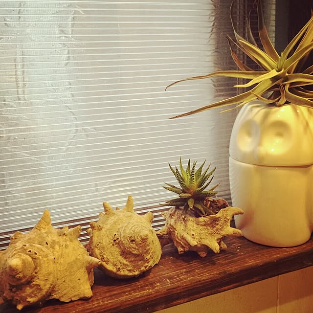 shaolicoさんの実例写真
