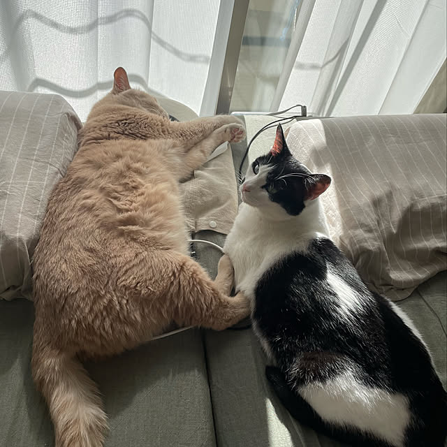 nicoさんの実例写真