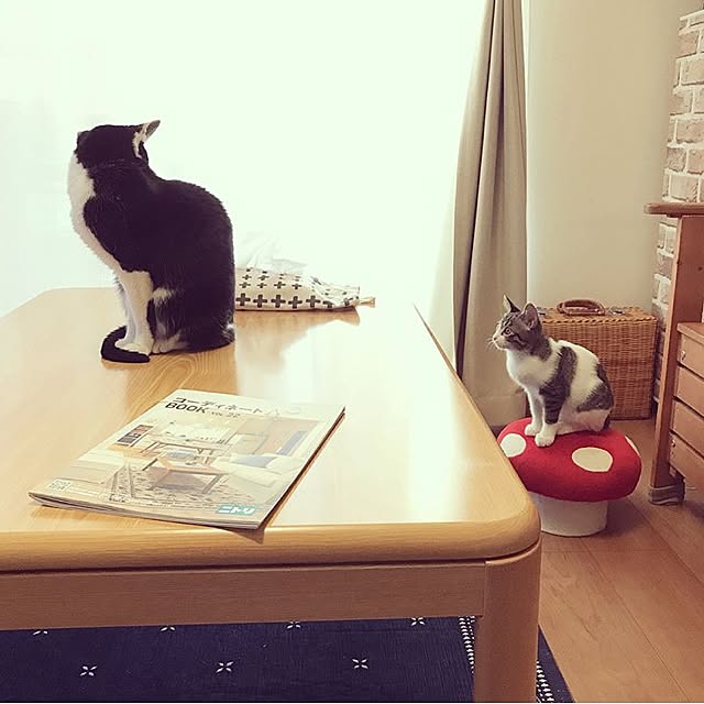 youkoさんの実例写真