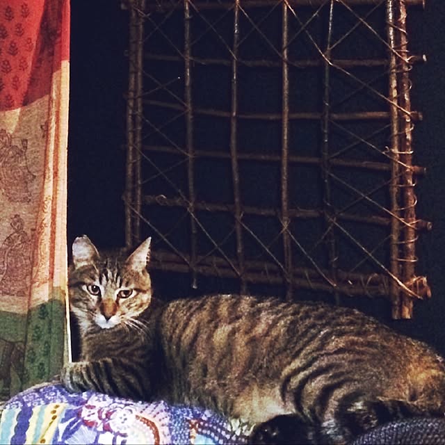 eikinukoさんの実例写真