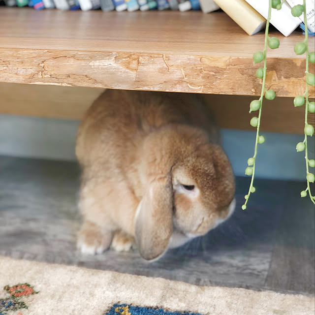 Macoさんの実例写真