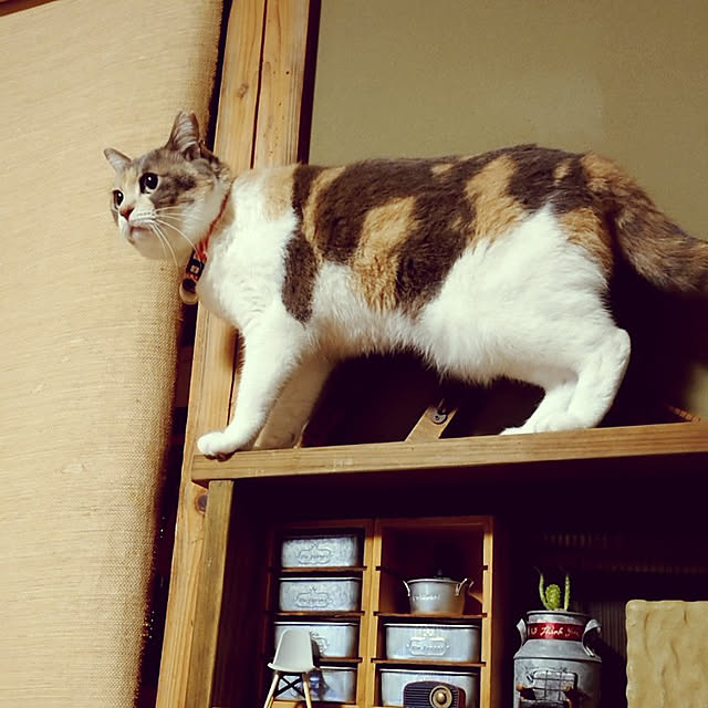 fukuさんの実例写真