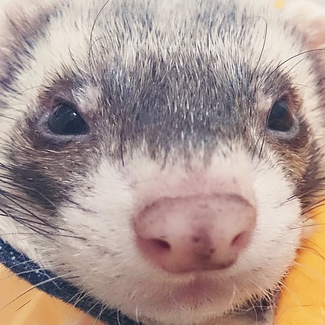 yipuuさんの実例写真