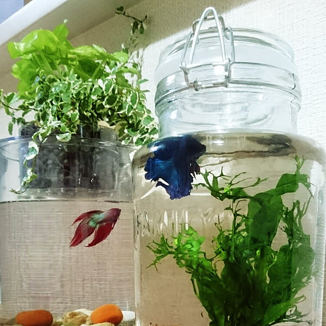 ohal.さんの実例写真