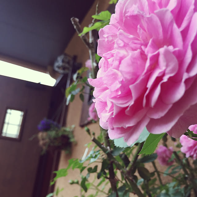 naokoさんの実例写真