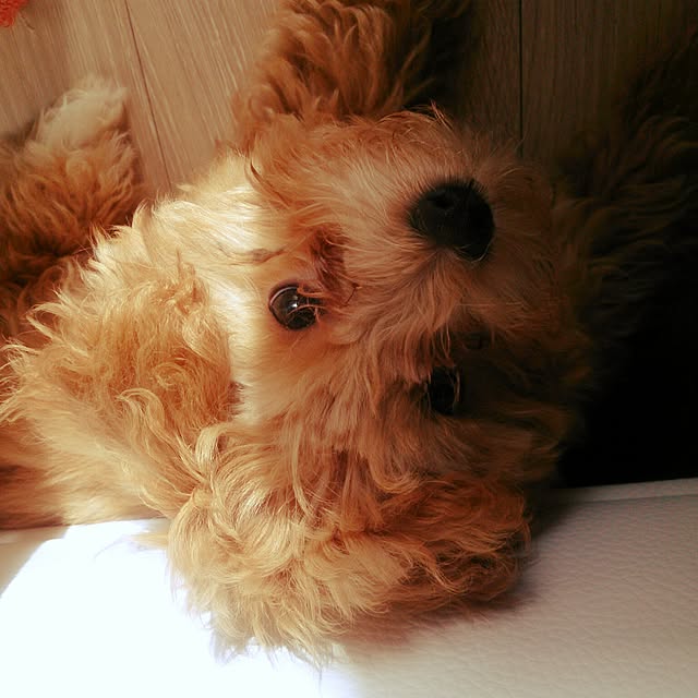 macoさんの実例写真