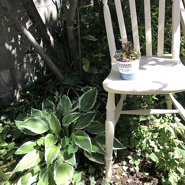 庭造り/DIY/多肉植物/玄関/入り口のインテリア実例 - 2019-05-08 14:08:08