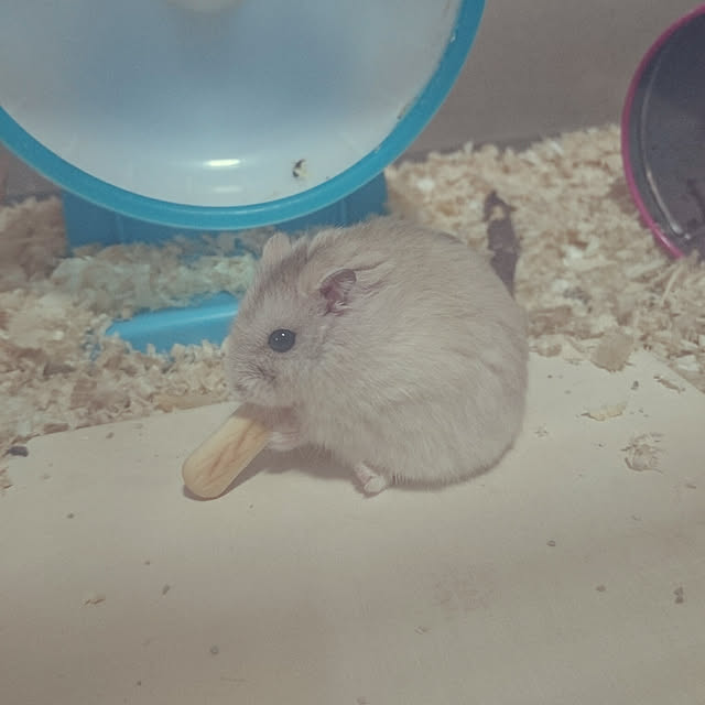 nayumi0723さんの実例写真