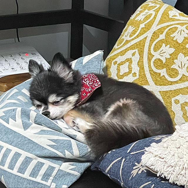 asako.10さんの実例写真
