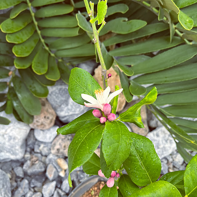 makiiさんの実例写真