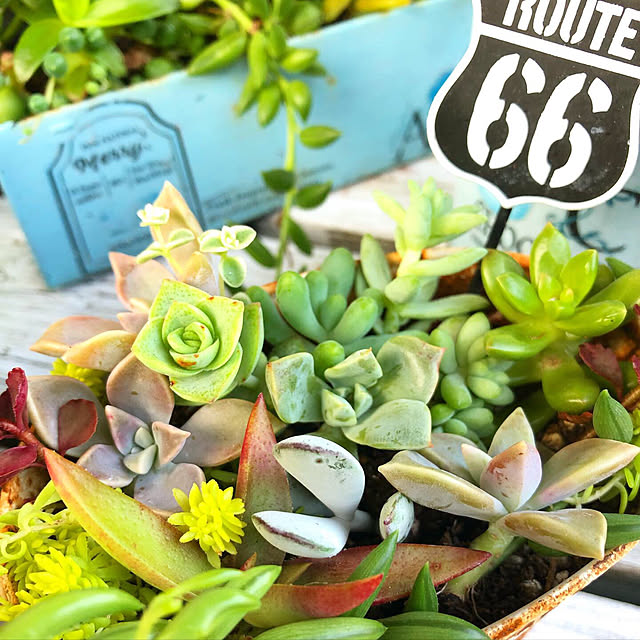 **yuu**さんの実例写真