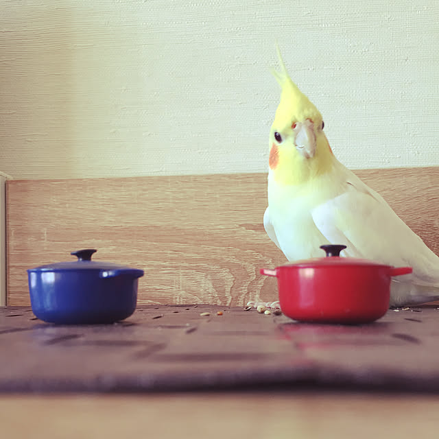 toratanさんの実例写真