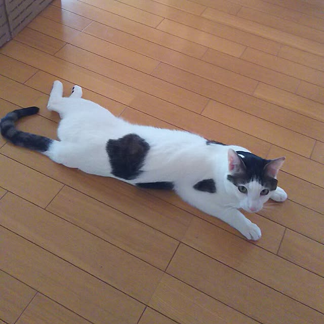 sakuraさんの実例写真