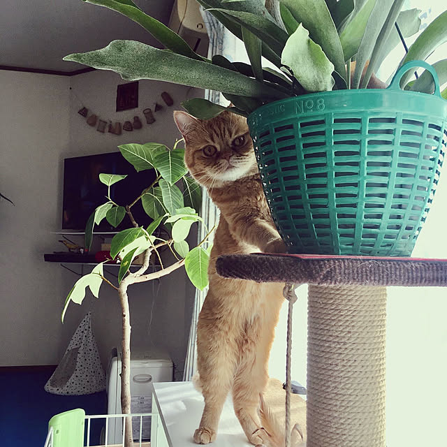 omochiさんの実例写真