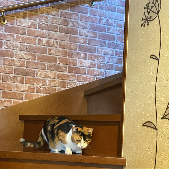 butachanさんの実例写真