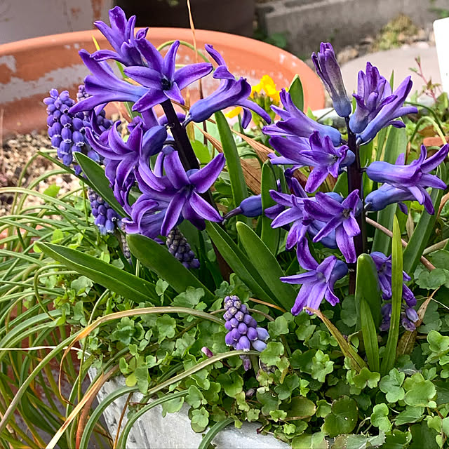 ヒヤシンス 鉢植えヒヤシンスのおすすめ商品とおしゃれな実例 ヒヤシンス 鉢植えヒヤシンスのおすすめ商品とおしゃれな実例