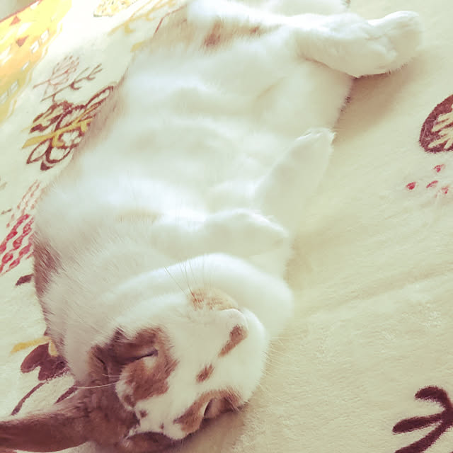 chobijiroさんの実例写真
