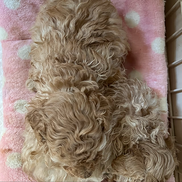 AYUKOさんの実例写真