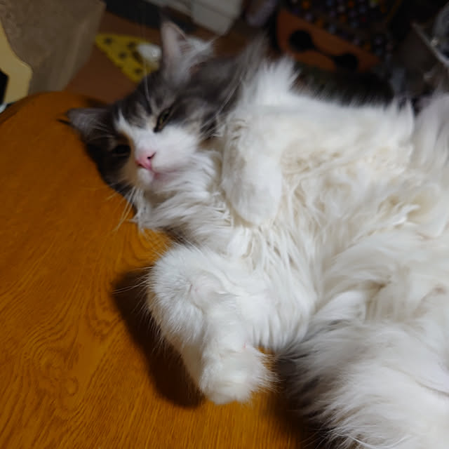 shinobuさんの実例写真