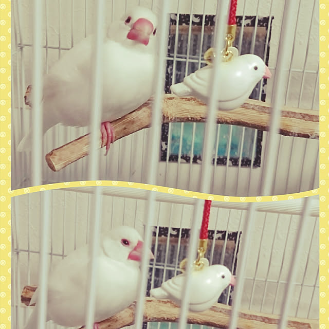 sango68さんの実例写真