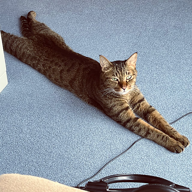 cat5さんの実例写真